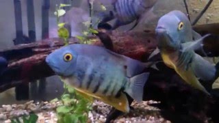 Treating Cichlids For Ich [upl. by Deys923]