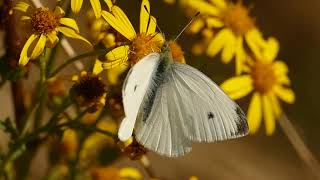 Butterflies seen at Pitsford Quarry Northants [upl. by Nedda166]