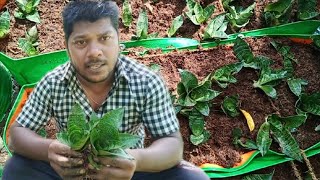 🐉Snake 🍀plant bird nest making nursery [upl. by Enomaj]