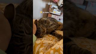 Kitty flops when petted cat cats kitty kittycat cutecat catlover catvideos pettingcat cute [upl. by Myk]