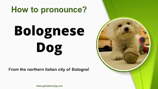 How to pronounce Bolognese Dog Correctly in English [upl. by Marquardt]