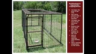 Improving Feral Hog Box Trapping Efforts [upl. by Lutim631]