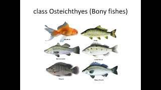 Lecture 10 Chondrichthyes Osteichthyes Amphibia [upl. by Hastie]