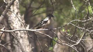 Oiseaux dAlgérie Pinson des arbres Common Chaffinch [upl. by Richer]