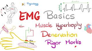 Electromyography EMG Basics Muscle Hypertrophy Denervation Rigor Mortis  Muscle Physiology [upl. by Nnylear]