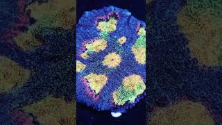 Babys Breath Favia coral 🪸youtubeshorts shorts reeftank ocean saltwatertank [upl. by Nnaitak]