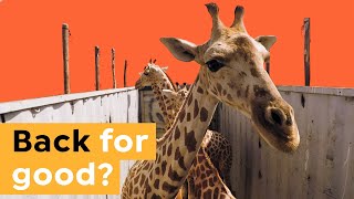 How Conservationists Are Saving the Giraffe [upl. by Ennalorac375]