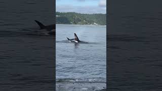 Orcas Breach Near Shore as They Hunt Seals [upl. by Haimirej]