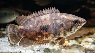 Mottled Bushfish Ctenopoma weeksii [upl. by Eoz]