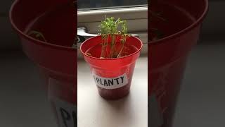 Day one of Planty🌱 life [upl. by Camus194]