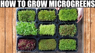 How To Grow Microgreens  Ready To Eat in 10 Days [upl. by Idnic]