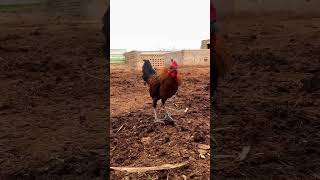 Dakhni Teetar ki Awaz youtubeshorts youtube villagelife teetarkiawaz pigeon birds fyp [upl. by Aneral]