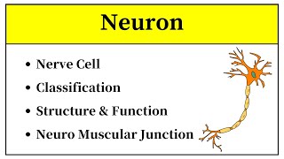 Neuron Anatomy And Physiology In Urdu  Neuron Structure And Function In Urdu  Types Of Neurons [upl. by Balthazar866]