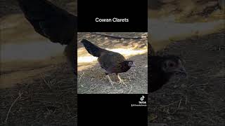 Cowan Roundhead Claret Gamefowl gallos gamefowl [upl. by Hafeetal]