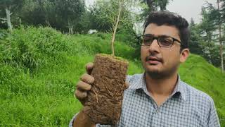 Deodar tree plantation part3 [upl. by Lorre966]