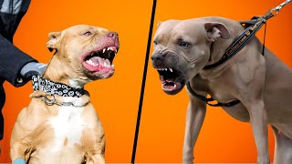 Is My Dog A Staffy Or Pitbull Staffordshire VS Pit Bull Terrier [upl. by Rolecnahc]