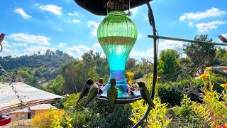 Balloon Type Hummingbird Feeder the Hummingbirds Love amp Ant Moat Cheap Perfect Gift for Holidays❤️ [upl. by Nyrraf760]