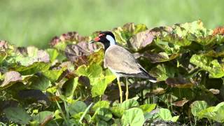 Redwattled Lapwing at Rajarhat Grassland [upl. by Som]