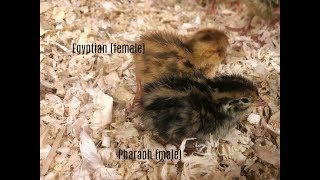 How to hatch out sexlink autosex color sexed coturnix quail [upl. by Burner]