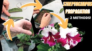 STREPTOCARPUS Cape Primrose PROPAGATION  2 methods PART 1 of 2 [upl. by Citarella6]