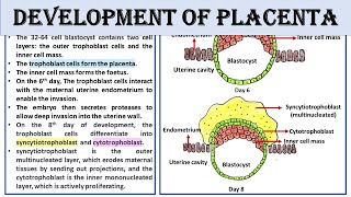 Development of placenta in mammals [upl. by Chappie558]