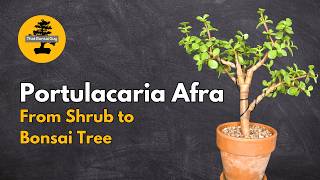 Ultimate Guide to Creating a Portulacaria Afra Bonsai [upl. by Adnuahsar]