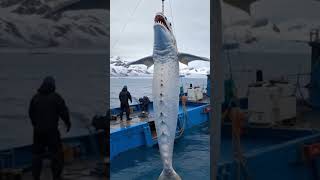 Some rare animals that exist in the open sea ocean shortvideo [upl. by Tuneberg]