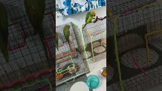 Mitthu Mitthu birds parrot parrottalking 🦜🦜 [upl. by Yecaw175]