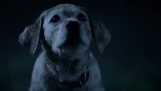 Banned Budweiser Best Buds Dog Commercial 2013 [upl. by Nemrak]