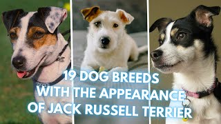 19 Dog Breeds That Look Like Jack Russell Terriers [upl. by Ardnohsed]