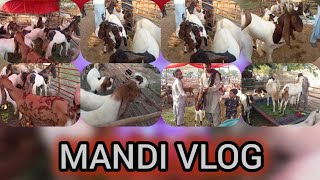 Mandi vlog 2024Safora Goth Mandi 2024Bakra Rate on safora mandi [upl. by Vivia514]