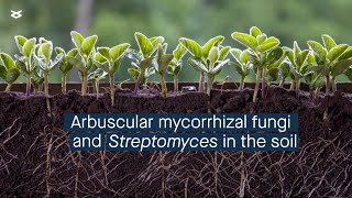 The intricate relationship between Arbuscular mycorrhizal fungi and Streptomyces [upl. by Uird]