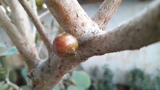 Jaboticaba Red Hybrid  Bud to Fruit [upl. by Ynwat]