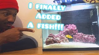 Adding ClownFish To My Pico Reef Build [upl. by Nageek]