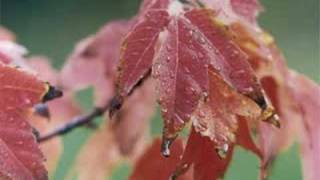 Newfoundland Autumn by The Sharecroppers [upl. by Batholomew]