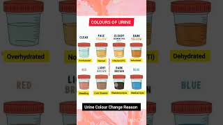 Colours of UrineampWhat it means  Urine Colours Explained  Urine Coloururinecolorurineshorts [upl. by Adlin607]