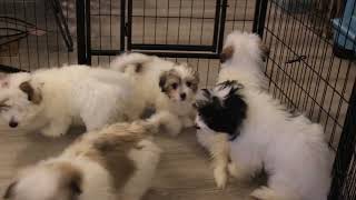 Coton de Tulear Puppies For Sale  61523 [upl. by Odlopoel]