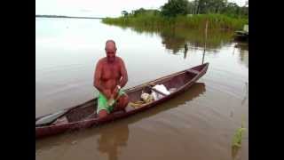 Peixes do rio Solimões Amazonas [upl. by Brigitte]