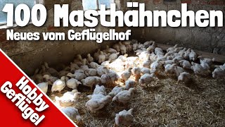 100 Masthähnchen in der Freilandhaltung und Dieselheizung  Neues vom Geflügelhof [upl. by Neva]