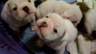 English Bulldog puppies playing [upl. by Agamemnon]