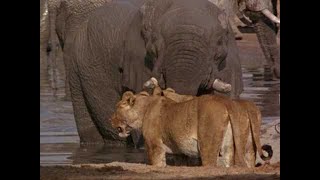 Documentary National Geographic 100 Years Vol 039 Reflections on Elephants [upl. by Schrader719]