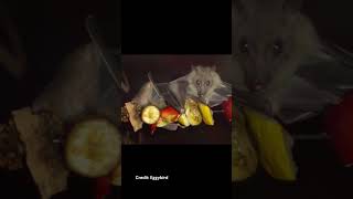 Egyptian Fruit Bat  Species Fact Card [upl. by Susette312]