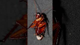 Hissing American Cockroach  4K Close Up  Hissing Cockroach sound effect  Sound of Cockroach [upl. by Nuawd]