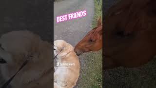 dogs and horses BEST FRIENDSHIP [upl. by Eelah786]