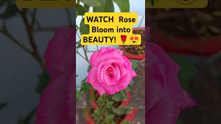 WATCH Rose Bloom into BEAUTY reels shorts viralvideo ytshort garden flowers floweringplants [upl. by Eendyc]