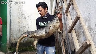 RESCUE BIAWAK RASA KOMODO SUPER GEDEEE [upl. by Gaelan354]