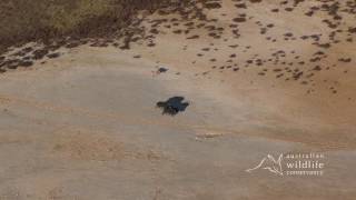 EXCLUSIVE AWC footage of a dingo hunting a feral pig [upl. by Eisenberg]