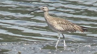 Eurasian Whimbrel  Numenius phaeopus  eat crab in Spring 2024 [upl. by Ahsek400]