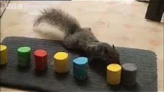 How do Squirrels find food  Clever Critters  BBC Pets amp Animals [upl. by Aphrodite]