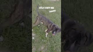 7 months old DogoStaffordshire mixdogs [upl. by Iliram]